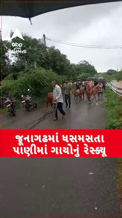 Junagadh News: જુનાગઢના માળિયા તાલુકામાં ધસમસતા પાણીમાં ગાયોનું રેસ્ક્યૂ