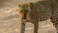 इन पड़ोसी देशों में घर में पाल सकते हैं शेर-बाघ और चीता, जान लें इन देशों के नाम