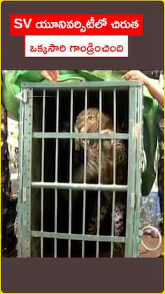 ఎస్వీ యూనివర్సిటీలో చిరుత ఒక్కసారిగా గాండ్రించింది