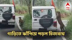 জঙ্গলে সাফারির সময়ই বাসে বসা বাচ্চার হাতে কামড় চিতাবাঘের! ভয়ঙ্কর অভিজ্ঞতার সাক্ষী পর্যটকরা
