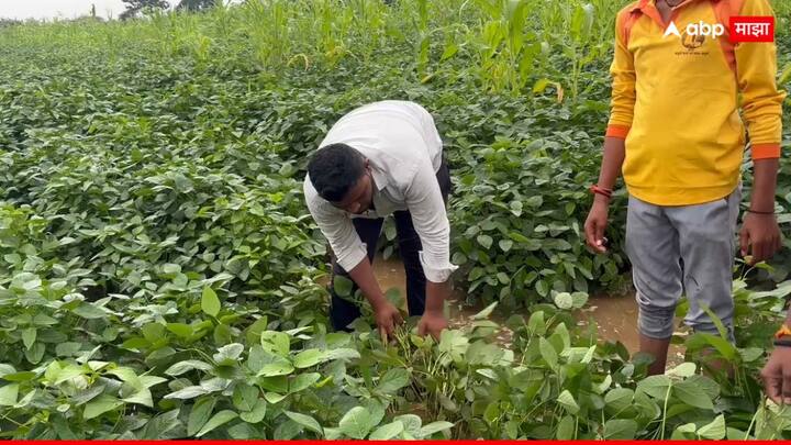 महसूल आणि कृषी विभागाने दिलेल्या प्राथमिक अहवालानुसार, या नैसर्गिक आपत्तीमध्ये 53 जनावरे वाहून गेली आहेत.