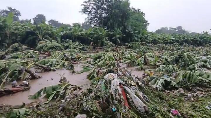 राज्यभरात अनेक भागात जोरदार पाऊस झाल्याने नद्या नाले ओसंडून वाहू लागल्याचे चित्र पाहायला मिळत आहे. त्यामुळे, शेती पिकांचे व फळबागांचेही मोठे नुकसान झाले आहे