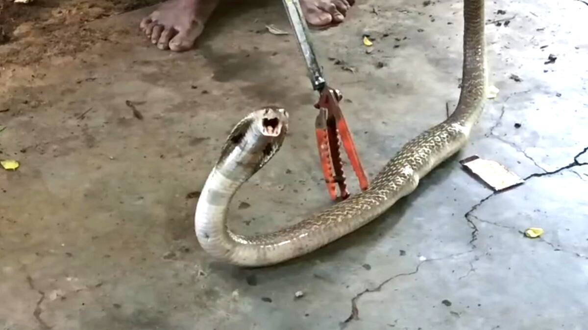 கோழிக்கூண்டில் சிக்கிய கருநாகம்..சீர்காழியில் பரபரப்பு..!