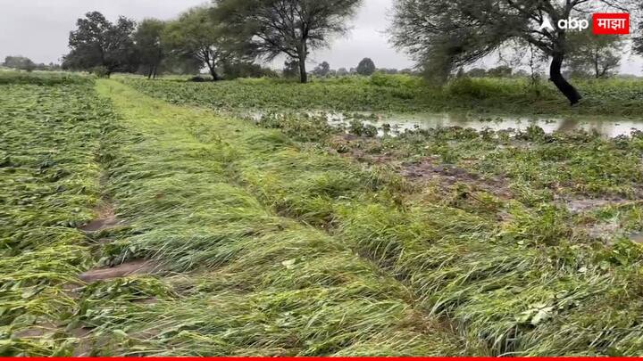 जिल्ह्यातील मुख्य हंगामी पिक असलेल्या सोयाबीनचे सर्वाधिक नुकसान झाल्याने शेतकरी हवालदिल झाला आहे.