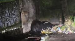 माउंट आबू में भालू के मूवमेंट ने बढ़ाई टेंशन, पर्यटकों में दहशत का माहौल