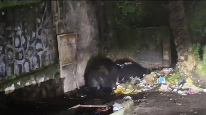 भालुओं को यदि आपको शहर में ही देखना हो तो आप कहीं और नहीं राजस्थान के माउंट आबू चले आइये. आम सड़क पर कचरा फैके जाने का स्थान हो फिर कही भी वह जगह जहां झूठन कचरा कॉलोनी क्षेत्र में निवासरत आबादी अपना कूड़ा कचरा झूठन डम्प करती हैं, उस जगह देर शाम भालु आसानी से दिख जायेगे. वहां पर अक्सर ही भालू या अब तो मादा भालू अपने बच्चों के साथ दिखाई दे रहें है.