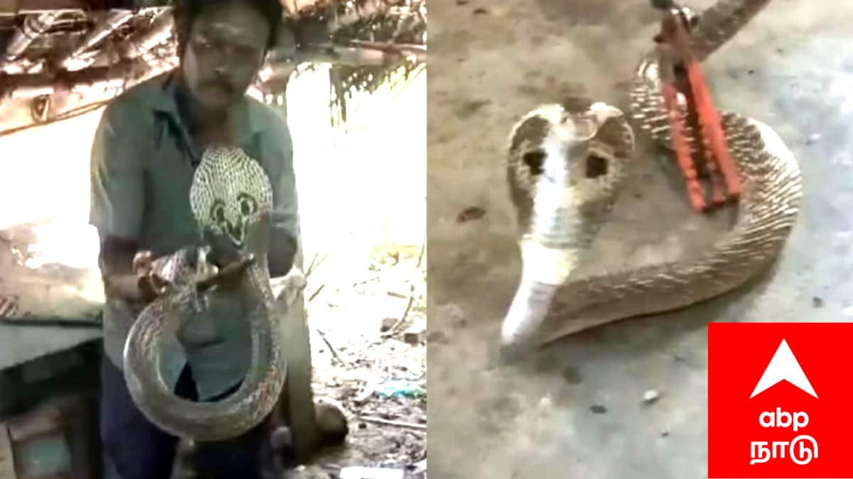 கோழிக்கூண்டில் சிக்கிய கருநாகம்..சீர்காழியில் பரபரப்பு..!