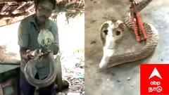 கோழிக்கூண்டில் சிக்கிய கருநாகம்..சீர்காழியில் பரபரப்பு..!