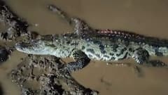 Mumbai Goa Highway crocodile: मुंबई-गोवा महामार्गावरील खड्ड्यात भल्यामोठ्या मगरीचा मुक्तसंचार, मुसळधार पावसामुळे काळ नदीतून बाहेर, प्राणीप्रेमींकडून सुटका