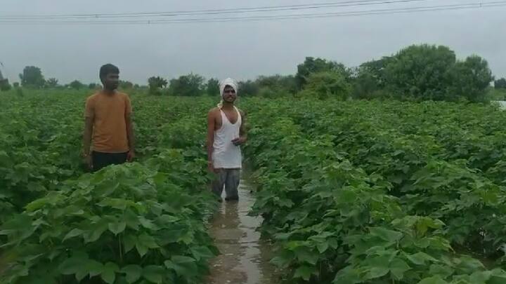 शेतकऱ्यांचा कापूस पाण्याखाली गेला आहे, पूर्ण शेतात कमरे एवढे पाणी झाल्याने शेतकऱ्यांचे मोठे आर्थिक नुकसान झाले आहे. या शेतकऱ्यांनी सरकार दरबारी मदत देण्याची मागणी केली आहे.