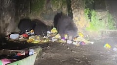 माउंट आबू में भालू के मूवमेंट ने बढ़ाई टेंशन, पर्यटकों में दहशत का माहौल