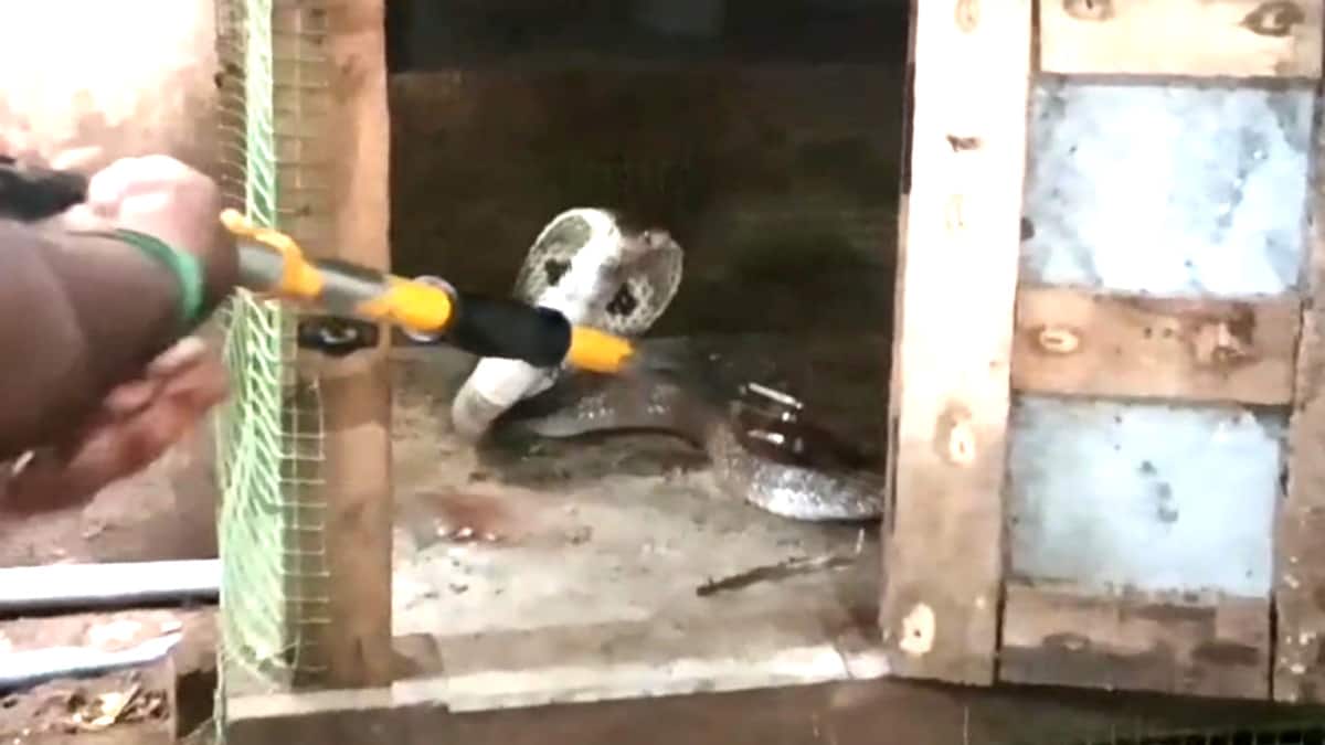 கோழிக்கூண்டில் சிக்கிய கருநாகம்..சீர்காழியில் பரபரப்பு..!