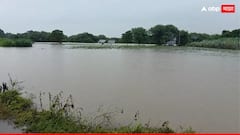 Rain Weather Alert : घाम गाळून उगवलेलं 'हिरवगार' सोनं डोळ्यांदेखत पाण्यात बुडालं, धाराशिवमध्ये पावसाचा हाहा:कार, बळीराजावर संकट