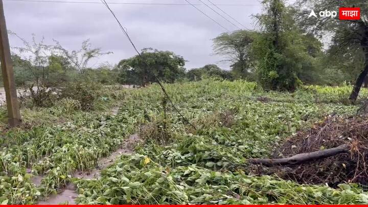 भारतीय हवामान खात्याने (IMD) आजपासून (18 ऑगस्ट) पुढील तीन दिवस राज्यात मुसळधार पावसाचा इशारा देण्यात आला आहे.