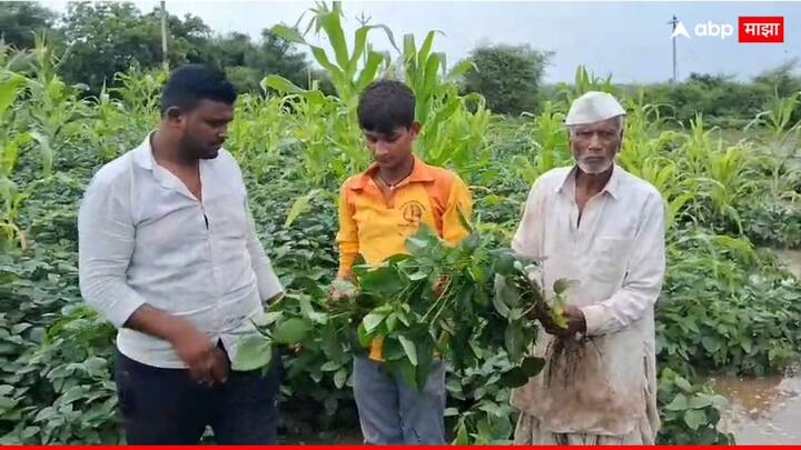 अतिवृष्टी आणि पुराच्या पाण्यामुळे जिल्ह्यातील तब्बल 108 गावांतील सुमारे 38 हजार हेक्टरवरील पिके उद्ध्वस्त झाली आहेत.