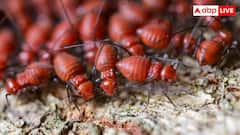 आपके घर को धीरे-धीरे खा रही है दीमक तो क्या करें, इनसे कैसे छुड़ाएं पीछा?