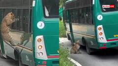 Video: बस पर चढ़ तेंदुए ने टूरिस्ट को मारा थप्पड़, वीडियो देख छूट जाएगी हंसी, क्यूट वीडियो वायरल