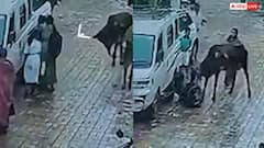 Video: सड़क पर महिलाओं और बच्चों पर गाय का खतरनाक हमला, पैरों तले रौंदा, वीडियो वायरल
