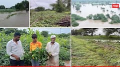 Rain Weather Alert : घाम गाळून उगवलेलं 'हिरवगार' सोनं डोळ्यांदेखत पाण्यात बुडालं, धाराशिवमध्ये पावसाचा हाहा:कार, बळीराजावर संकट