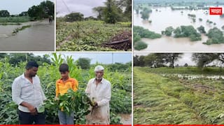 Rain Weather Alert : घाम गाळून उगवलेलं 'हिरवगार' सोनं डोळ्यांदेखत पाण्यात बुडालं, धाराशिवमध्ये पावसाचा हाहा:कार, बळीराजावर संकट