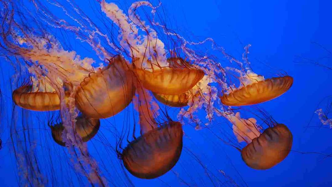 France's nuclear power plant shut down due to jellyfish know how छोटे जीव, बड़ा संकट! जेलिफ़िश ने ठप कर दिया फ्रांस का परमाणु पावर प्लांट, जानें कैसे