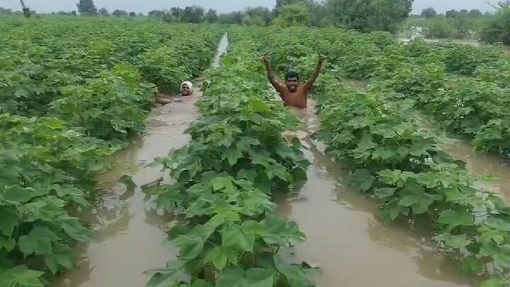 परभणीच्या गंगाखेड तालुक्यातील गौंडगाव परिसरात झालेल्या जोरदार पावसामुळे येथील सिद्धेश्वर जाधव यांच्यासह इतर शेतकऱ्यांच्या शेताला चक्क तळ्याचे स्वरूप आले.