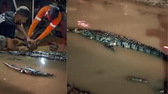Mumbai Goa Highway crocodile: मुंबई-गोवा महामार्गावरील खड्ड्यात भल्यामोठ्या मगरीचा मुक्तसंचार, मुसळधार पावसामुळे काळ नदीतून बाहेर, प्राणीप्रेमींकडून सुटका