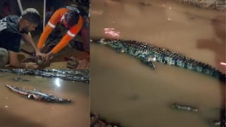 Mumbai Goa Highway crocodile: मुंबई-गोवा महामार्गावरील खड्ड्यात भल्यामोठ्या मगरीचा मुक्तसंचार, मुसळधार पावसामुळे काळ नदीतून बाहेर, प्राणीप्रेमींकडून सुटका