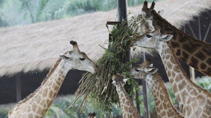 जिराफ जो दुनिया के सबसे लंबे जानवरों में से एक है की ऊंचाई 18 फीट तक हो सकती है और वजन 1.3 टन तक. ऐसे में इन्हें ट्रांसपोर्ट करने के लिए विशेष इंतजाम किए जाते हैं. सबसे पहले पशु चिकित्सकों की एक टीम उस जीव की जांच करती है जिसे ट्रांसफर करना होता है.