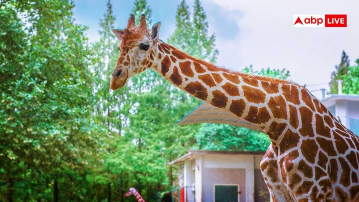 जब भी किसी जानवर को एक चिड़ियाघर से दूसरे चिड़ियाघर मे ट्रांसफर किया जाता है तो इसके लिए खास तैयारियां करनी पड़ती है. पटना से जिराफ दिल्ली के चिड़ियाघर में लाए जाने की तैयारी है.