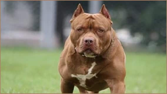 PIT BULL , ROTTWEILLER DOG: பிட்புல், ராட்வீலர் நாய்களை வளர்த்தால் இனி அவ்வளவு தான்.. நாளை முதல் ரூ.1 லட்சம் அபராதம்