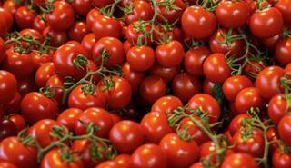 Tomato Farming: ਟਮਾਟਰ ਦੀ ਫ਼ਸਲ 'ਤੇ ਮਿਲੇਗਾ ਬੰਪਰ ਮੁਨਾਫ਼ਾ , ਬਸ ਖੇਤ ਵਿੱਚ ਇੱਕ ਵਾਰ ਪਾ ਦਿਓ ਇਹ ਜਾਦੂਈ ਚੀਜ਼  !