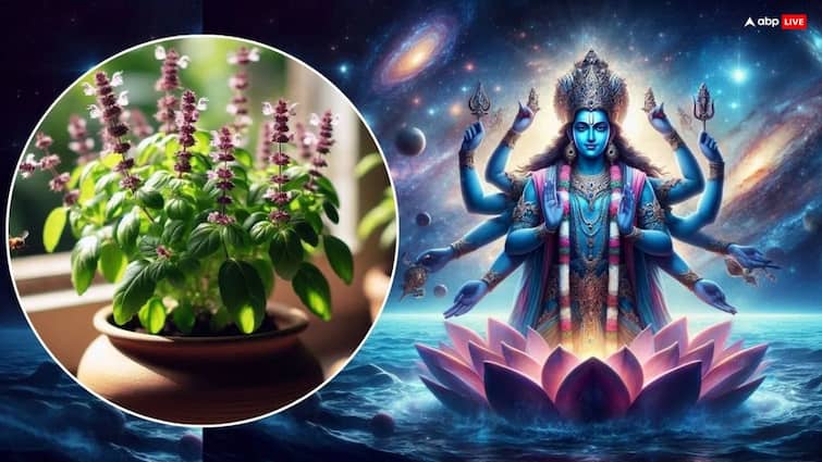Aja Ekadashi 2025 Paran: अजा एकादशी के व्रत पारण में क्यों खाते हैं तुलसी ? Aja Ekadashi 2025 Paran: अजा एकादशी के व्रत पारण में क्यों खाते हैं तुलसी ?