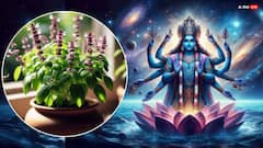 Aja Ekadashi 2025 Paran: अजा एकादशी के व्रत पारण में क्यों खाते हैं तुलसी ?