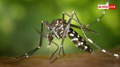 घर में मच्छर पनपते मिले तो लगता है इतना जुर्माना, कितने साल पुराना है यह सिस्टम?