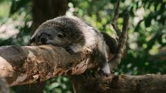 'Unbearable Smell': Civets’ Urine Disrupts Proceedings In Kerala Chief Justice’s Court