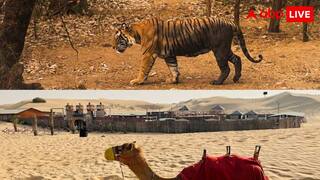 टाइगर सफारी एडवेंचर, टाइगर लवर्स के लिए ये हैं राजस्थान के 5 बेस्ट वाइल्डलाइफ डेस्टिनेशन