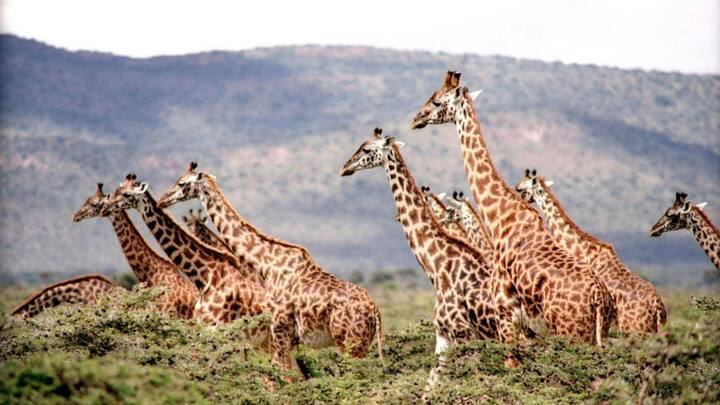 जिराफ को एक विशेष रूप से डिजाइन किए गए क्रेट या कंटेनर में रखा जाता है. यह क्रेट इतना मजबूत होता है कि जिराफ का वजन सहन कर सके और इतना ऊंचा कि उसकी गर्दन को पर्याप्त जगह मिले.