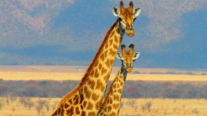 जब भी आप किसी चिड़ियाघर गए होंगे यहां हाथी, चीता, तेंदुआ, गैंडा, जिराफ जैसे जानवर देखकर आपके मन में भी सवाल उठता होगा कि ये बड़े जानवर आखिर लाए कैसे जाते हैं तो चलिए हम आपको  बताते हैं.