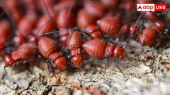  উইপোকা খেয়ে ফেলছে ঘরের আসবাব !  কীভাবে পাবেন মুক্তি ?