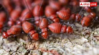 House Cleaning Hacks :  উইপোকা খেয়ে ফেলছে ঘরের আসবাব !  কীভাবে পাবেন মুক্তি ?