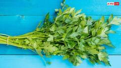 क्या जल्दी खराब हो जाता है हरा धनिया? इन 3 हैक्स से लंबे समय तक करे इसे स्टोर