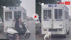 वाह ये डॉग लवर... MCD वाले पकड़कर ले जा रहे थे कुत्ते, शख्स ने खोल दी वैन की कुंडी; वीडियो वायरल