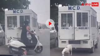 वाह ये डॉग लवर... MCD वाले पकड़कर ले जा रहे थे कुत्ते, शख्स ने खोल दी वैन की कुंडी; वीडियो वायरल