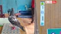 Nizamabad Pigeon arrested: బోధన్‌లో పావురాన్ని అరెస్టు చేసిన పోలీసులు -  ఎంత పని చేసిందంటే ?