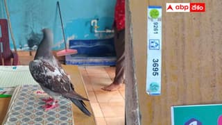 Nizamabad Pigeon arrested: బోధన్లో పావురాన్ని అరెస్టు చేసిన పోలీసులు - ఎంత పని చేసిందంటే ?
