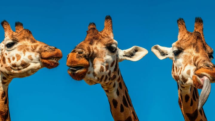 ट्रांसपोर्ट के लिए विशेष ट्रक या ट्रेलर का उपयोग होता है जो जिराफ के क्रेट को सुरक्षित रखने के लिए विशेष उपकरण से लैस होता है. सड़क मार्ग से पटना से दिल्ली की दूरी करीब 1000 किलोमीटर है और इस दौरान जिराफ की देखभाल के लिए पशु चिकित्सक और प्रशिक्षित स्टाफ साथ रहते हैं.