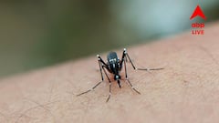 দুর্গাপুজোর আগে কলকাতায় উদ্বেগ বাড়াচ্ছে ডেঙ্গি পরিস্থিতি, কী পদক্ষেপ পুরসভার?