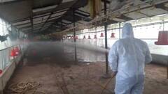 उत्तराखंड के इस जिले में बर्ड फ्लू की दस्तक के बाद एक्शन में प्रशासन, मुर्गी फार्म 3 महीने के लिए सीज