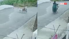 Video: डॉग लवर्स नया वीडियो देख लो! बच्चे को जमीन पर गिराकर घसीटते रहे कुत्ते, नोंच डाला